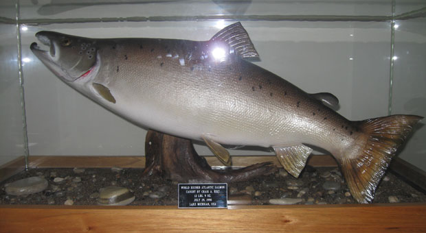 World Record class Atlantic Salmon
